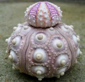 sea-urchin-fractal
